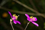 Largeflower fameflower